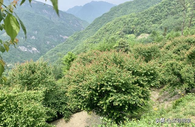 北川黄金树村丨念好“山水经”催开“致富花”