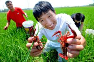 南方螺可以养殖技术(南方平湖区低洼湿地稻、虾(鳝)立体种养模式及关键技术)