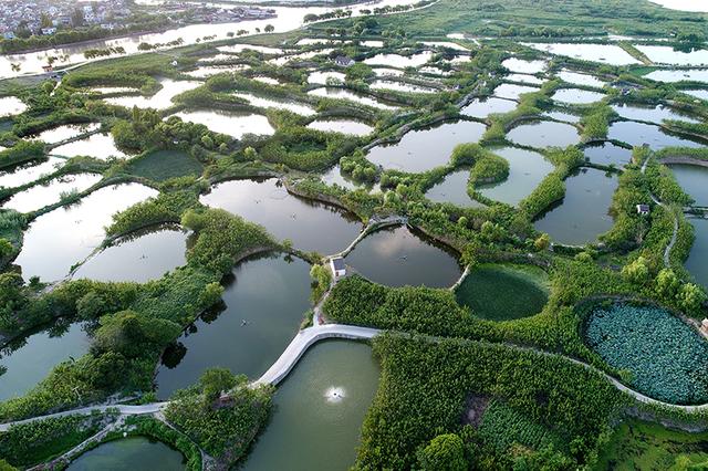 大叔桑鸡鱼立体养殖，500公斤桑叶喂鸡粪喂鱼增产25公斤，来钱快