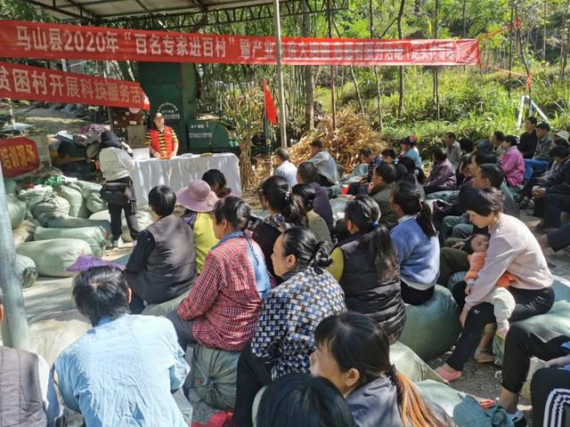 一胎产多羔，马山黑山羊快速繁育技术获得成功