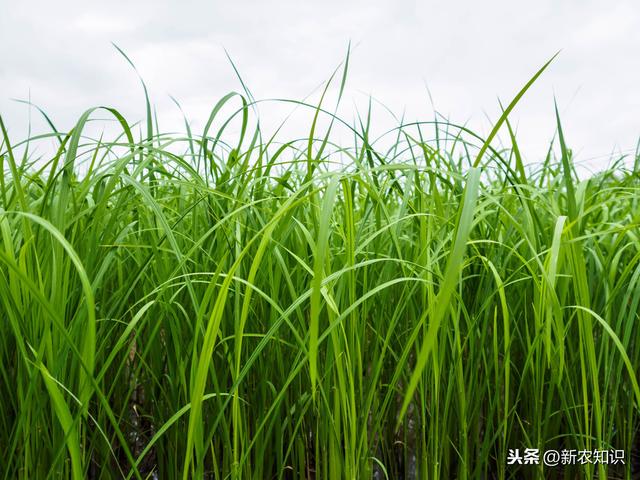 发家致富的好路子，有机水稻种植技术，病虫害防控方法