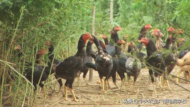 【田间示范秀】从擂台走向餐桌的斗鸡