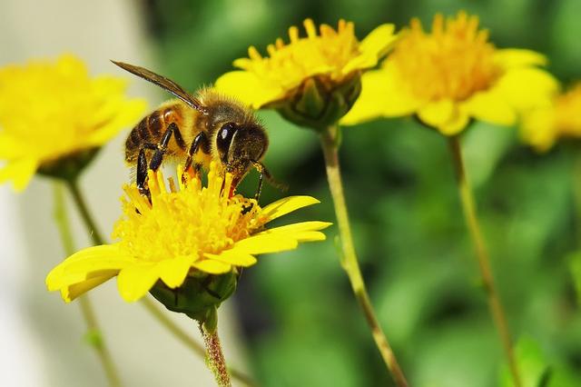 中华蜜蜂怎么养？这几点很重要，养蜂人要知道！
