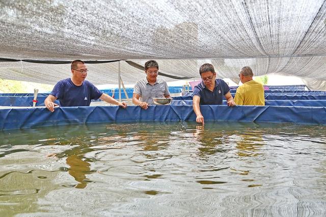 全球顶级食用鱼——苏丹鱼在合川养殖成功