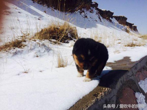 6000块向青海牧民买的藏獒，开车2500千米回家没事獒能学坐卧立吗