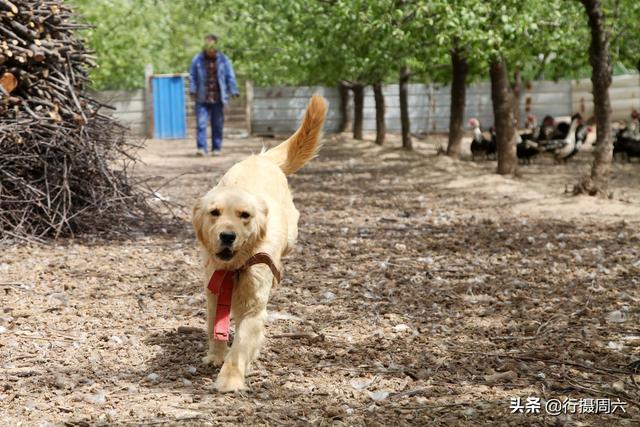 400买条金毛犬养在雁群，宠物成高级帮工万元不卖，看有啥本事