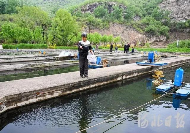 河北井陉：冷水鱼养殖富农家