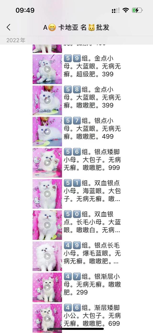 这猫300？带你了解东北猫市真实价格