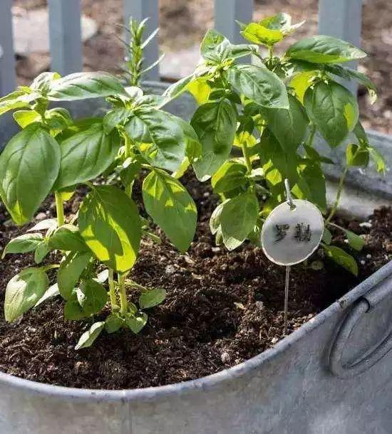 超市都买不到的高级香料植物罗勒，只需插在水里就能成片蔓延！