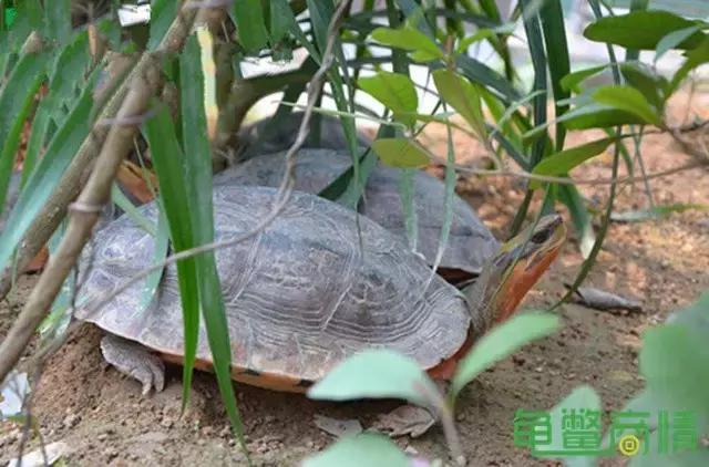 增加龟龟交配欲的龟池设计