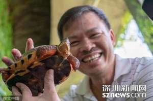 金钱龟养殖前景(广东惠州夫妇养殖金钱龟24年 从两千元起步赚到上亿资产)