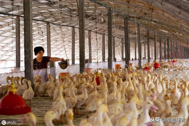 提升肉鸭养殖效益，这几种养殖模式保你养鸭稳稳赚钱