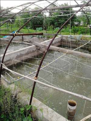 淡水虾养殖技术视频(浅谈淡水土塘对虾养殖)