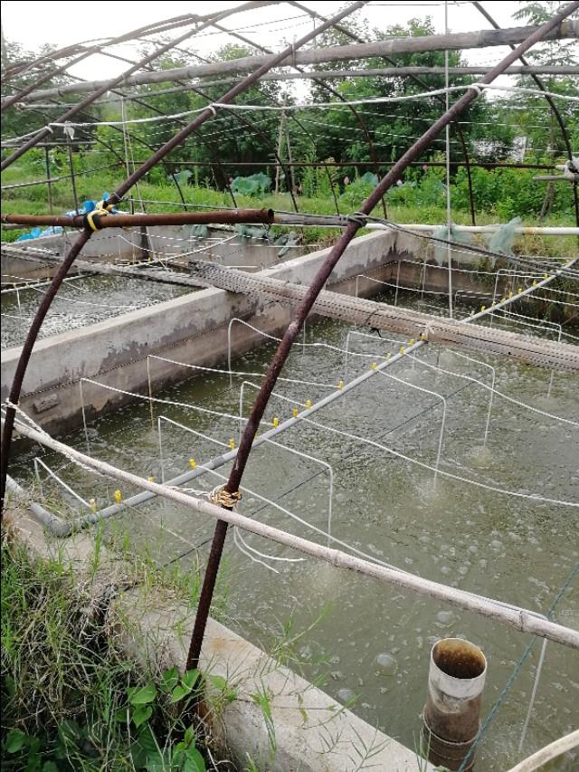 浅谈淡水土塘对虾养殖