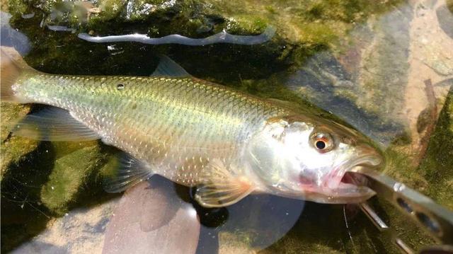 马口鱼生物学特性及人工养殖繁育技术