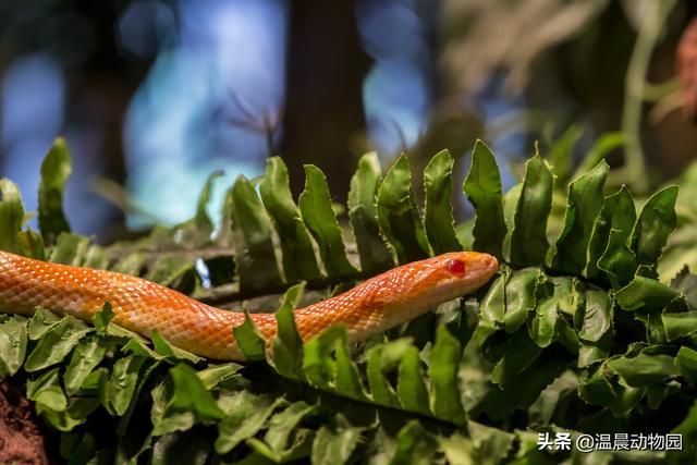 新手想养蛇需要注意什么？事先了解蛇的种类和生活习性是第一步