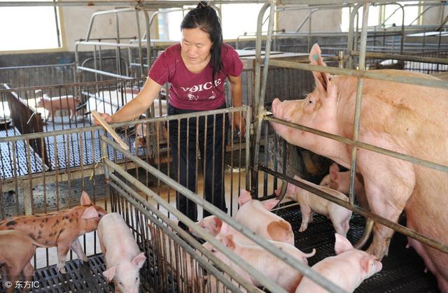 为保规模场、种猪场防控非洲猪瘟，专家建议中小养殖场弃养、退养