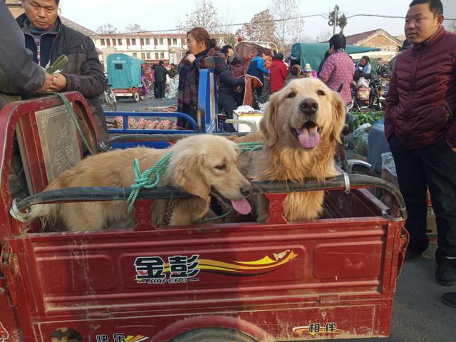 狗市名犬售万元，大爷卖土狗5元没人要，直叹都是狗差距咋这么大