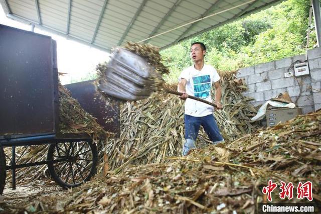 广西柳州农民变废为“宝”吃上“生态饭”构建生态循环养殖