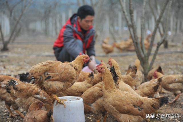 范老师讲堂：如何养好鸡？饲养管理该怎么做？这九条经验告诉你