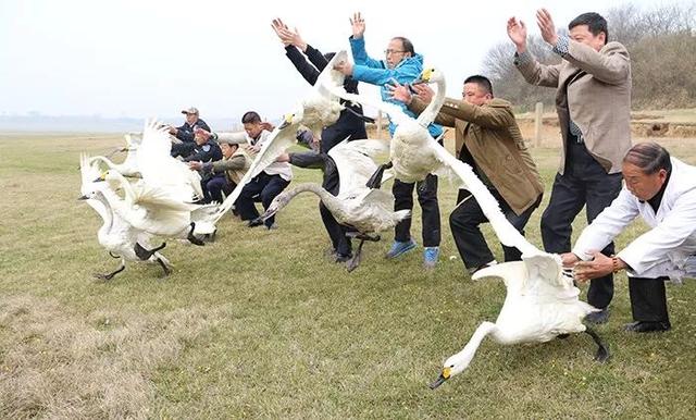 「最美林业故事」此生，要在鄱阳湖守护侯鸟