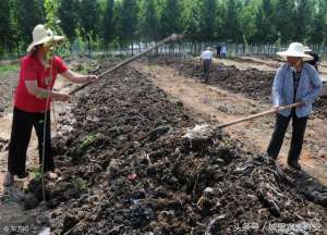 地下室可以养殖什么(城里农夫｜蚯蚓具体的养殖方式，鸡从此不用担心没肉吃)