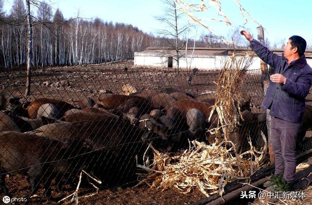 农家养殖特种野猪的那些事