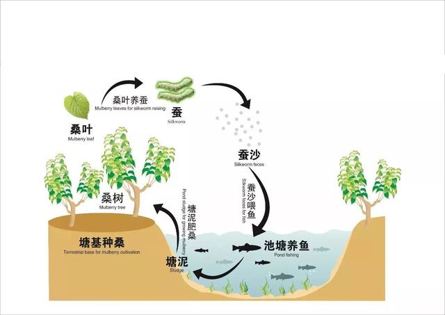 大叔桑鸡鱼立体养殖，500公斤桑叶喂鸡粪喂鱼增产25公斤，来钱快