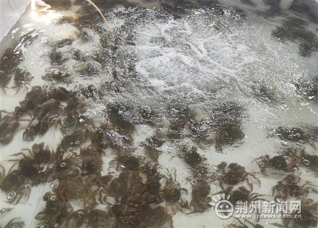 打造淡水渔都 建设水产强市 荆州构建全产业链体系