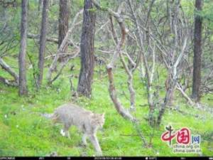 鼢鼠养殖视频(达古冰川景区首现国家一级重点保护野生动物--荒漠猫)