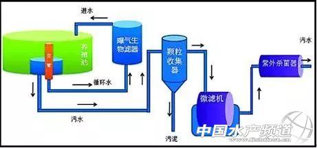 循环水养殖，哪种更有“钱”途？