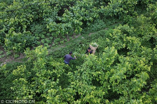 贵州毕节：传统桑蚕养殖助力乡村振兴