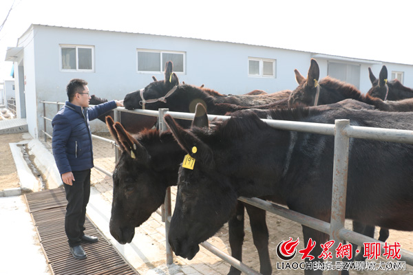 聊城东阿黑毛驴：活驴活体循环开发 将打造全产业链集群