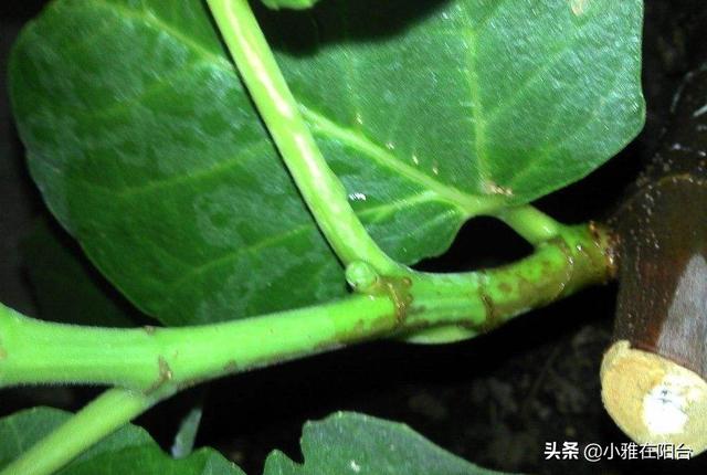 盆栽无花果要这么养，注意1点，结果多10倍，枝肥叶壮长成树