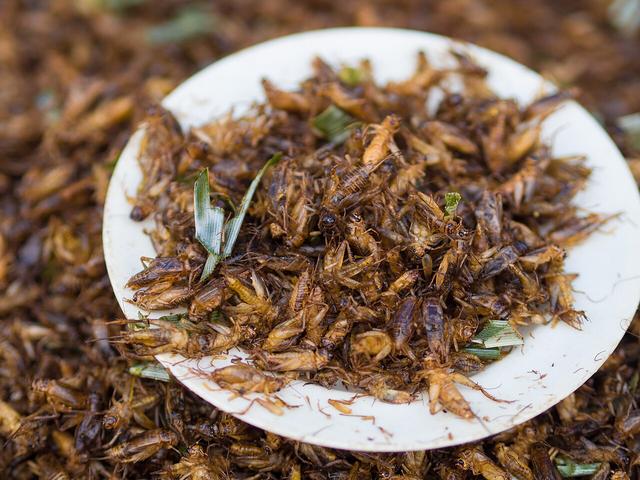 蟑螂油出油率堪比肥猪，营养丰富可做食用油？科学家为此做了实验