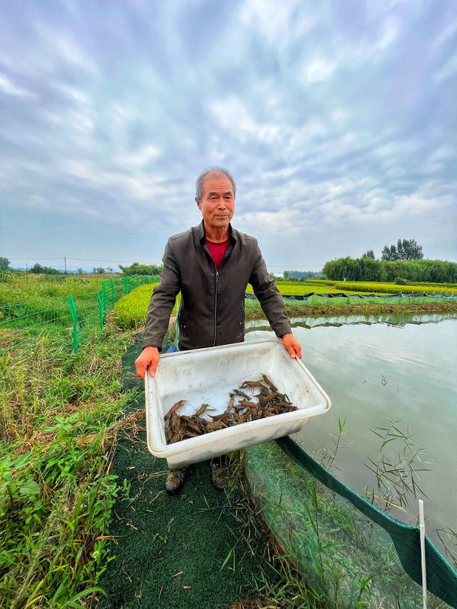 乡村振兴｜陕西西安：一田“稻虾共生”见丰收