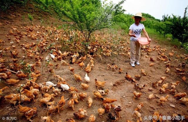 养鸡饲料—蝇蛆批量生产应注意的问题