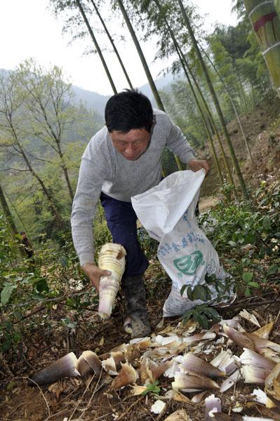 竹子如何种植？竹子养殖的注意事项