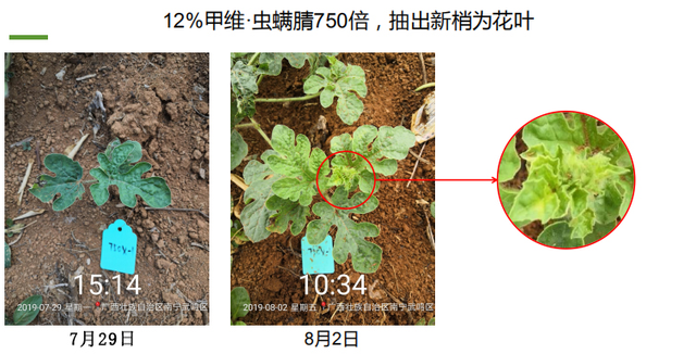 种瓜得瓜？不一定！西瓜打了甲维·虫螨腈，当心全年无收