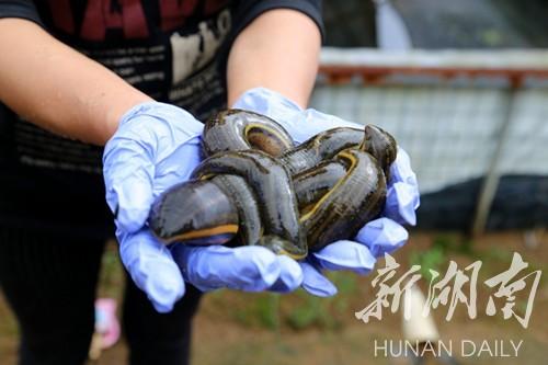 扶贫丨水中“金钱蛭”铺就致富路