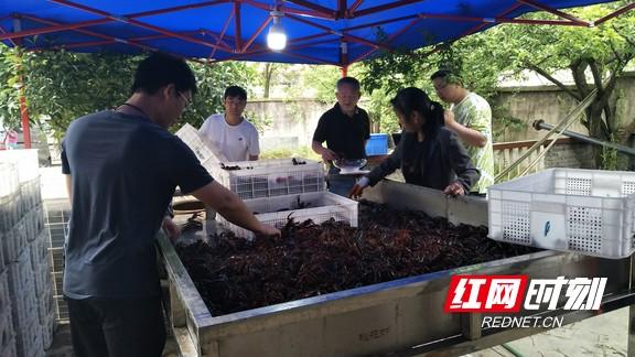 桃江：喝山泉水长大的“桃花虾”上市啦