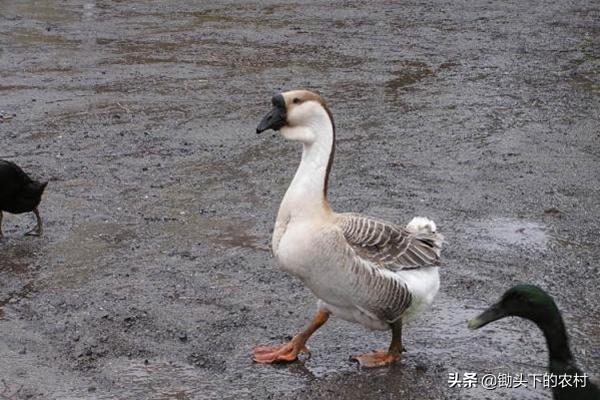 养殖的鹅要卖给哪里？应该注意什么？知道这些知识让你少走弯路