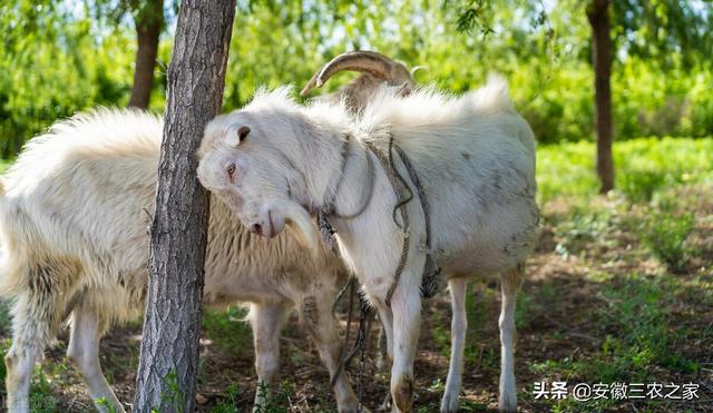 60岁的人民教师，坚持养羊5年后，靠养殖稀有山羊品种取得了成功