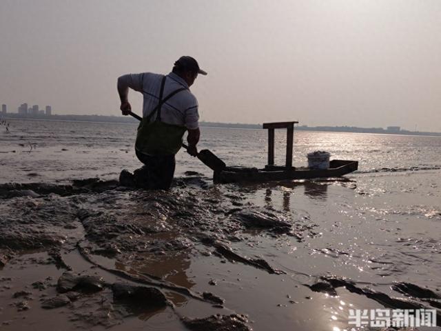 桂东出海记丨策“马”养鲜，跋涉泥滩！海上“骑马”，探访蚬子养殖户的忙碌一天