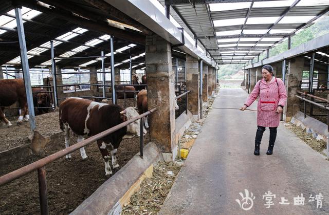 师宗：肉牛养殖“牛劲足”