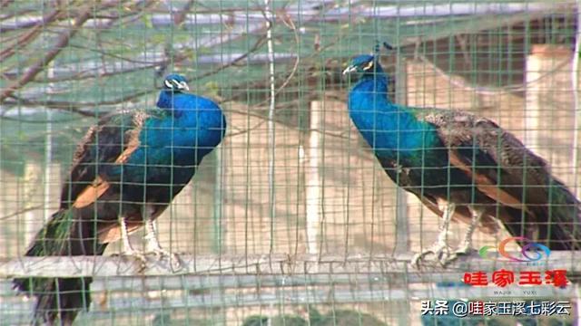 江川九溪：这里有云南最大的孔雀种苗基地！