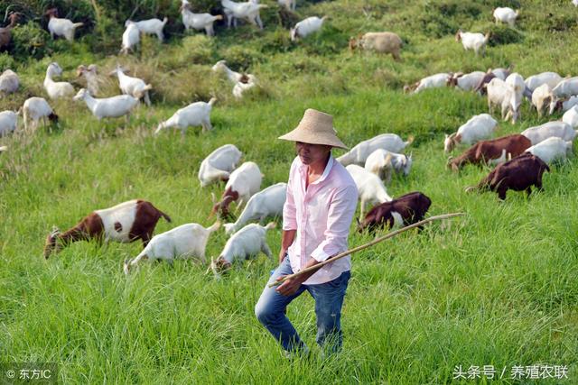 山羊群养增效11要点，肉用山羊舍饲效益好