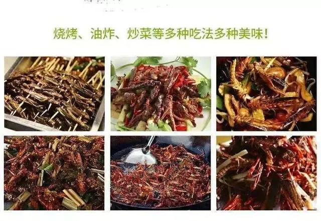 蚂蚱成美食，虽然效益不错，但更需谨慎