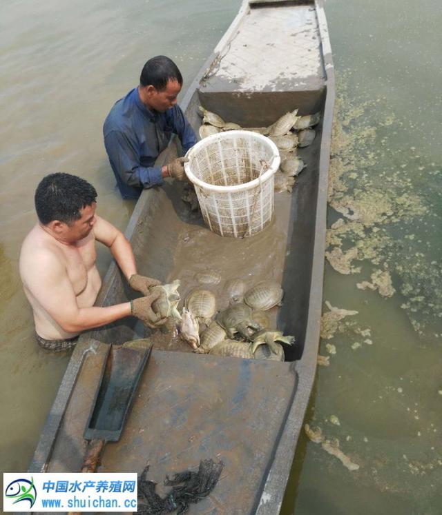 甲鱼连续涨价，一斤外塘鱼纯赚六块！甲鱼要雄起了？