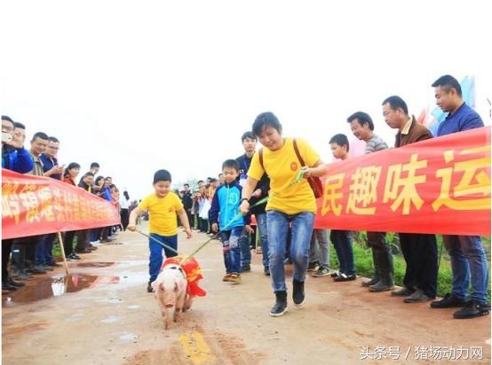 特色养殖和普通养殖哪个更有前景？先看看这套养殖模式如何